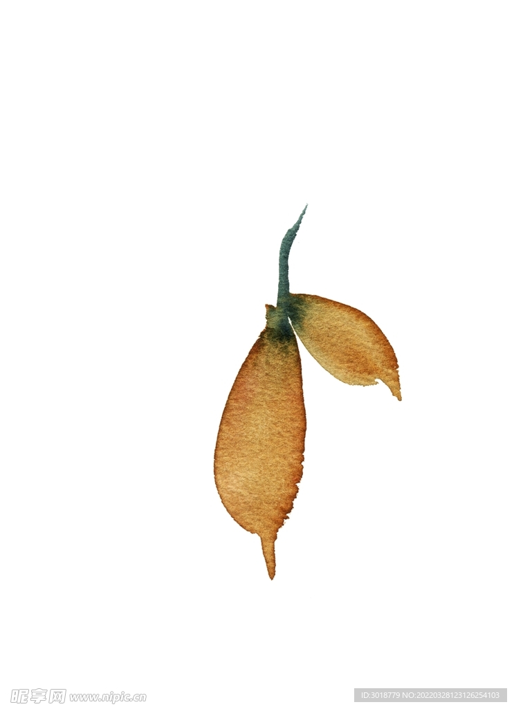 花叶 