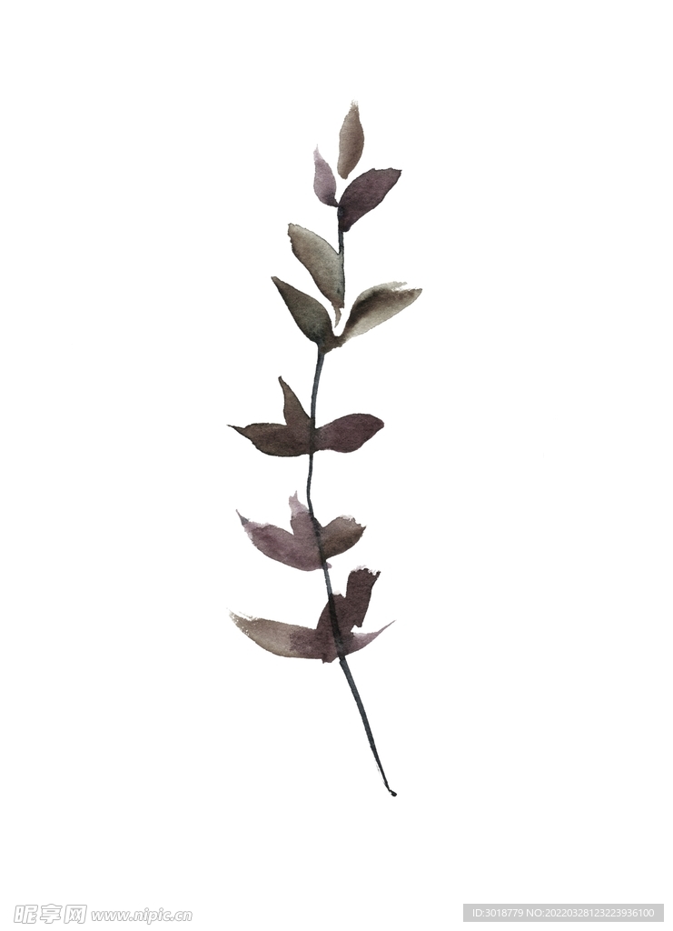 花叶 