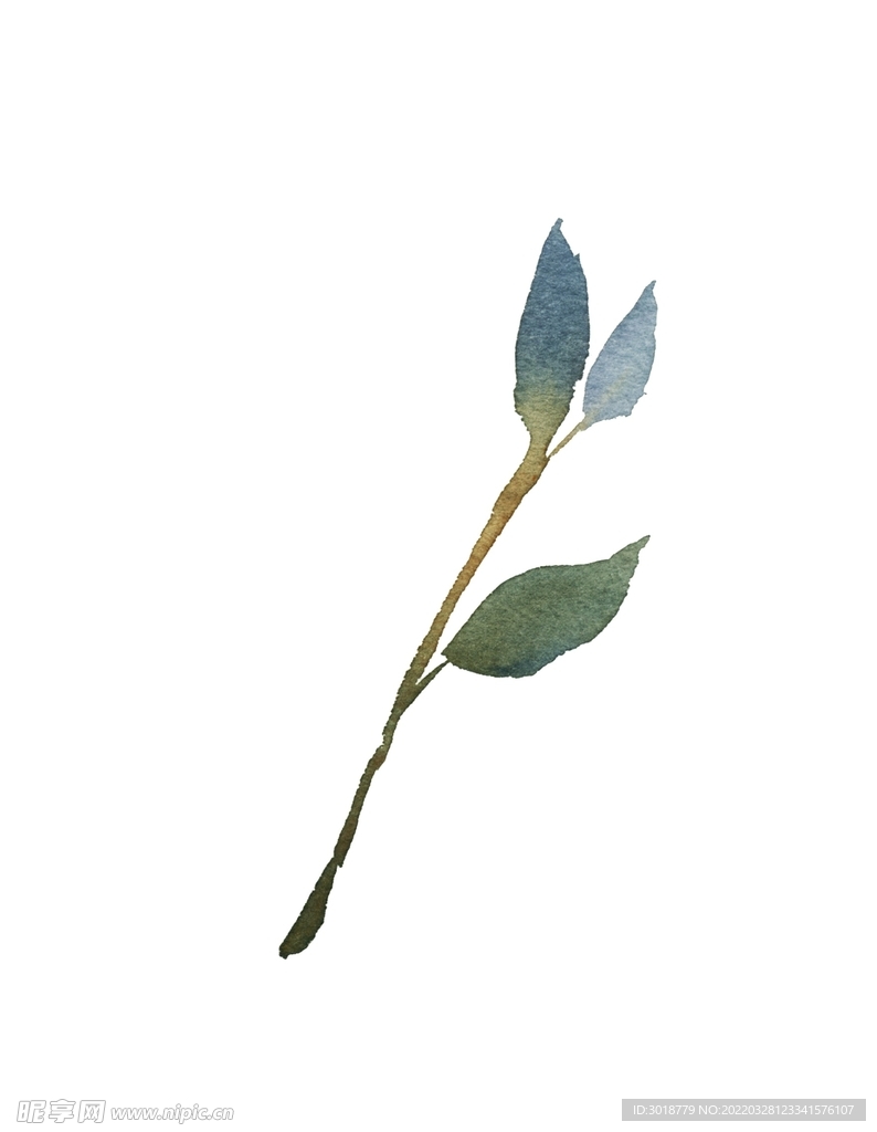 花叶 