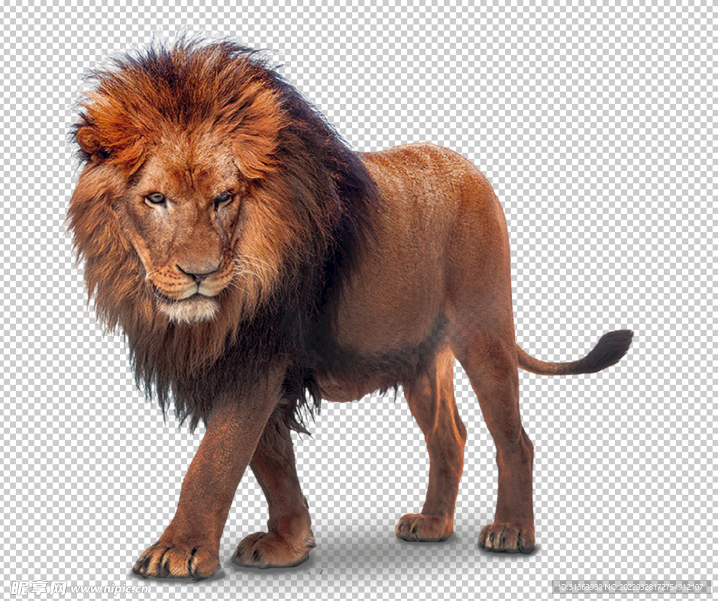 狮子 png 凶猛