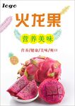 火龙果海报