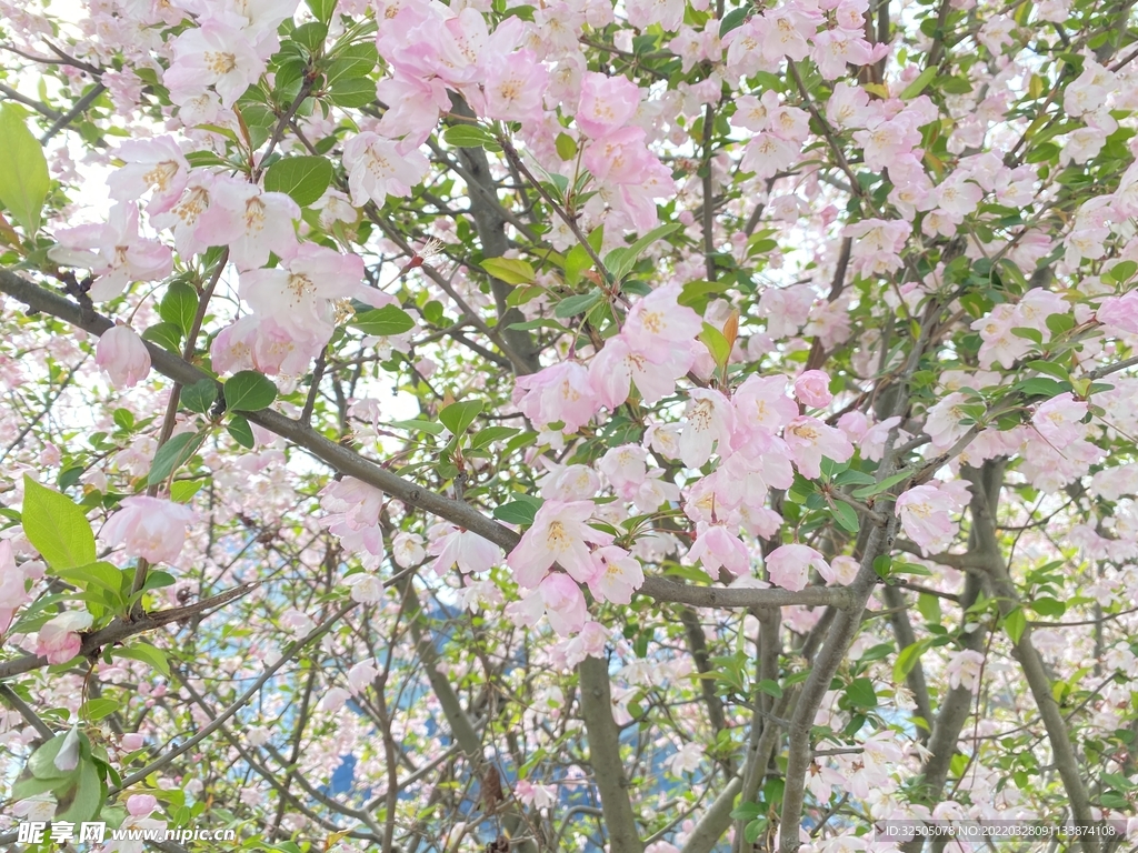 樱花