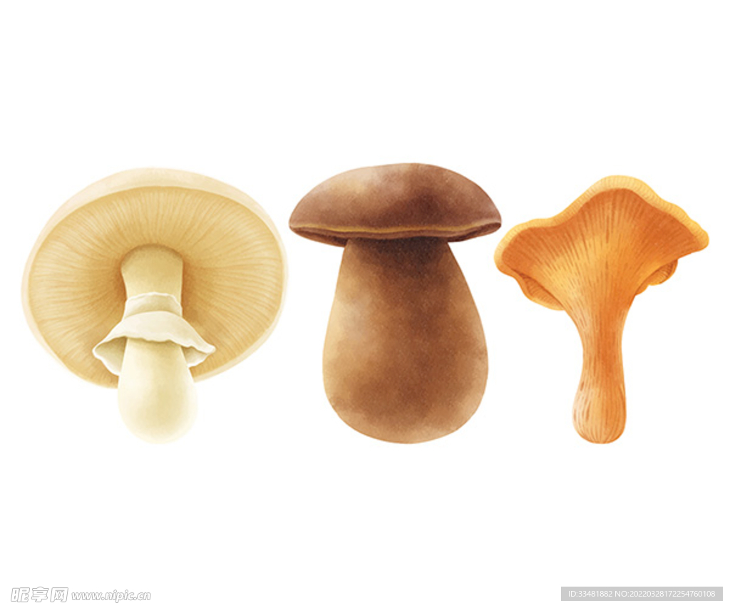 蘑菇插图水彩风格集合矢量