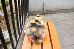 田园猫
