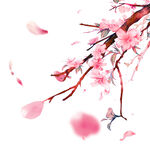 樱花 