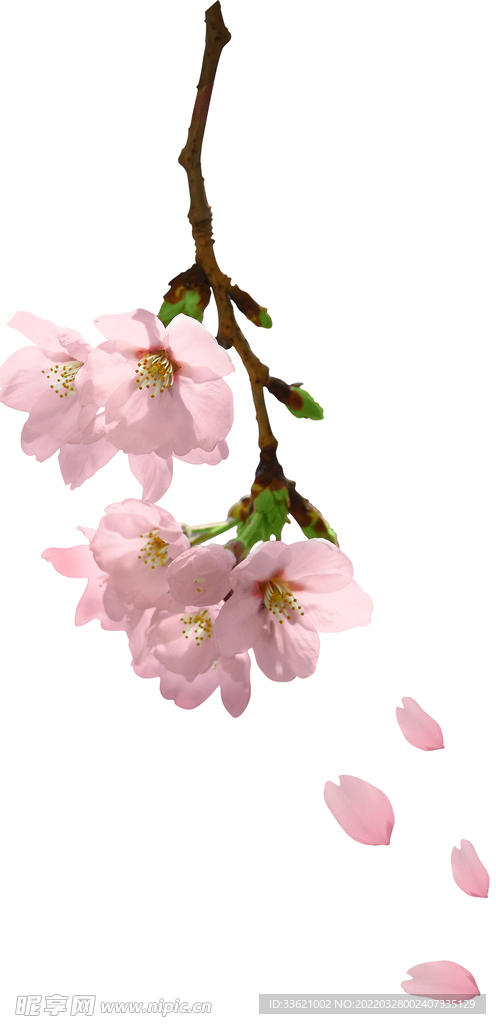 花卉  