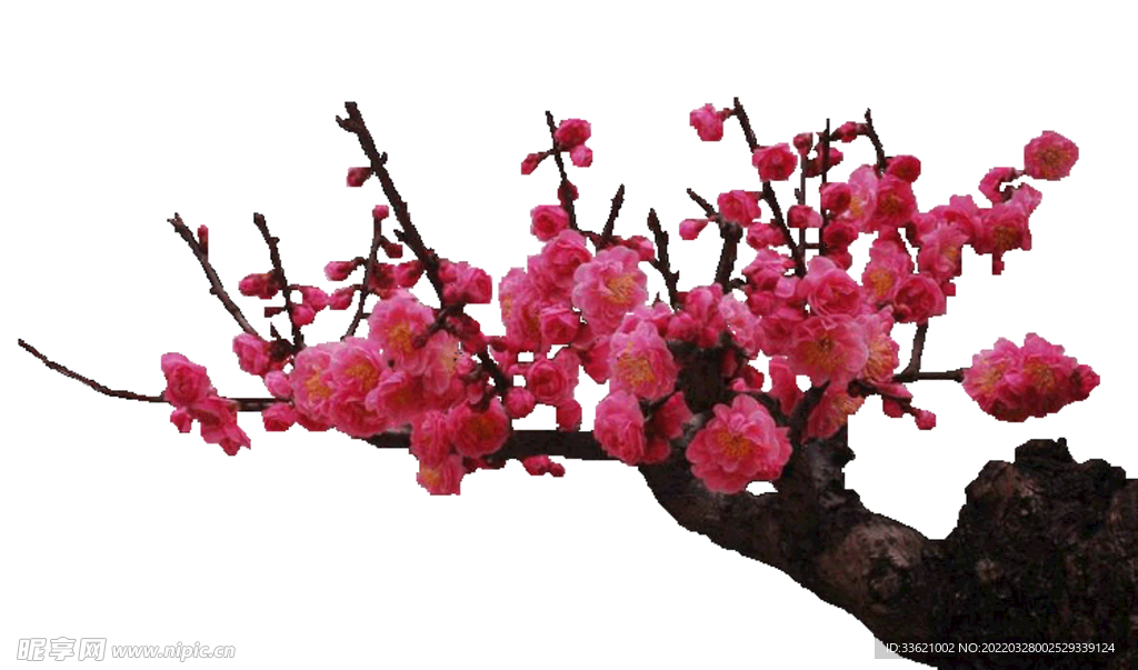 花卉  
