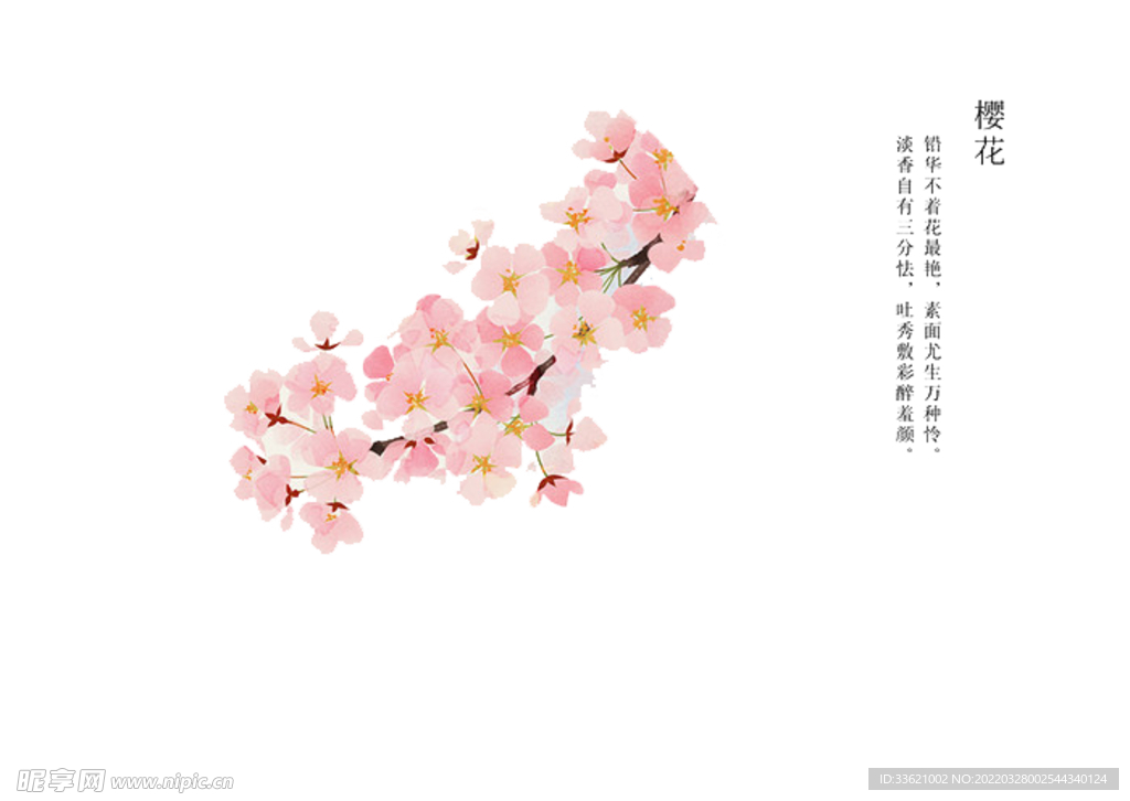 樱花 