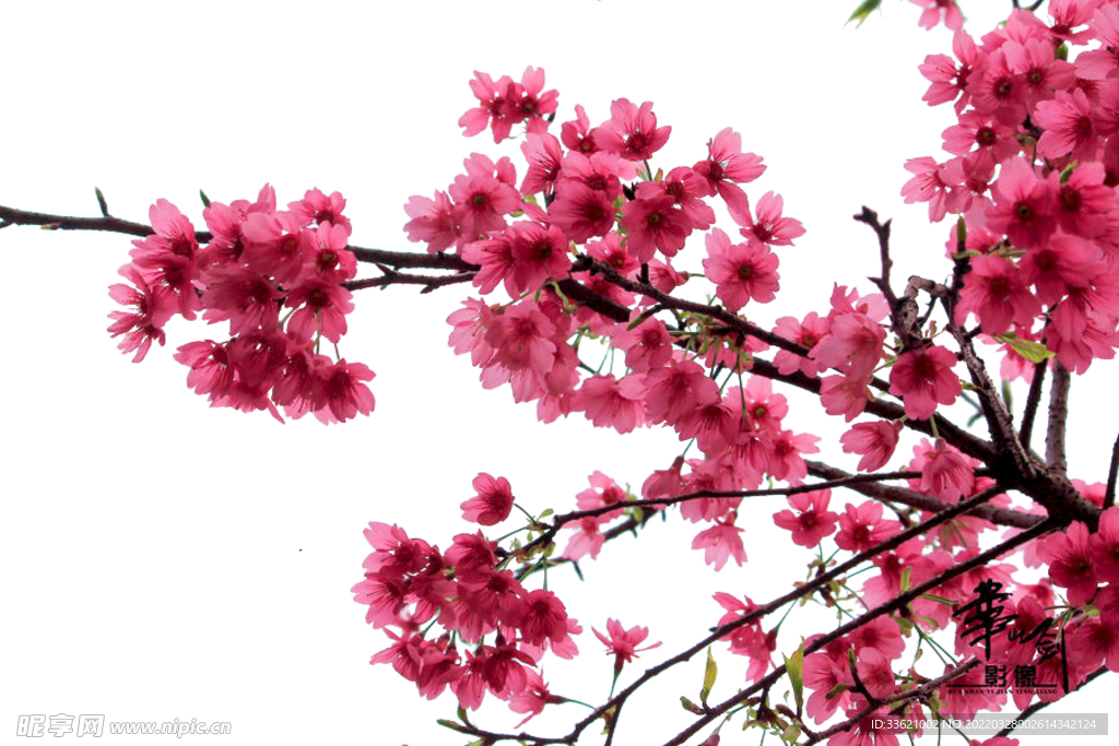 花卉  