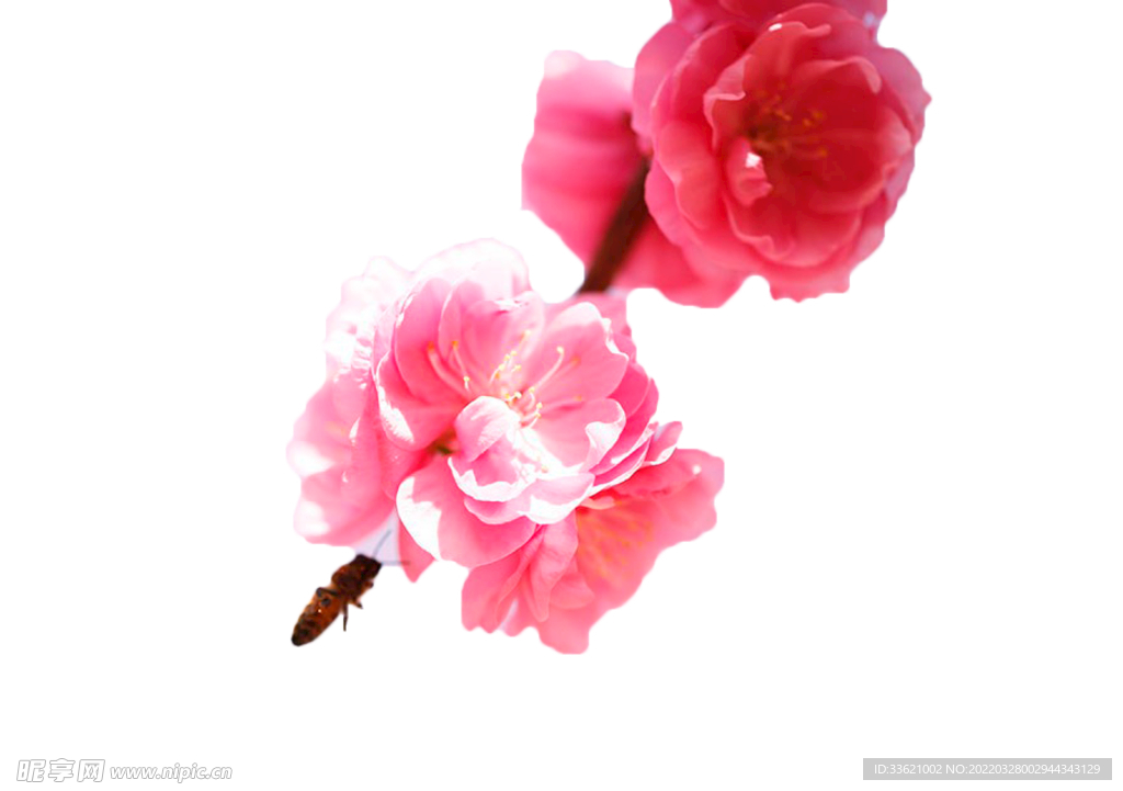 花卉  