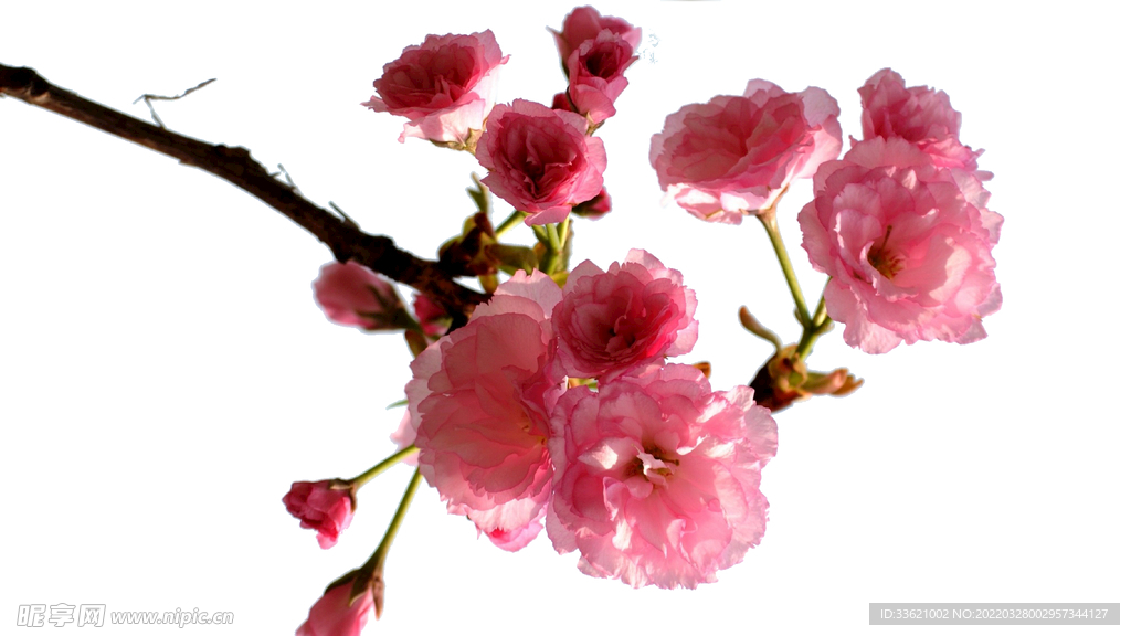 樱花  