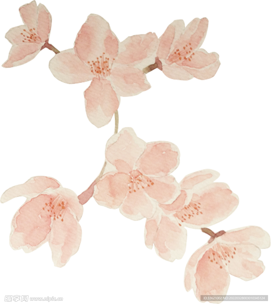 花卉  