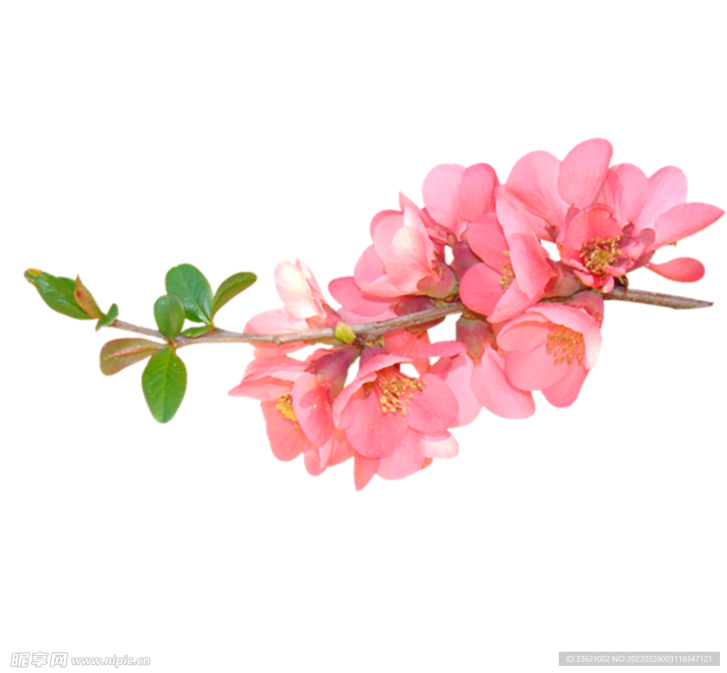 樱花  