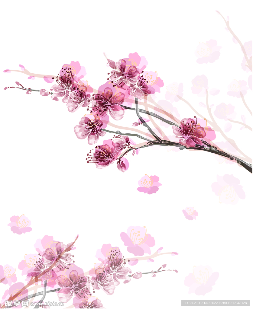 樱花  