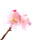 樱花  