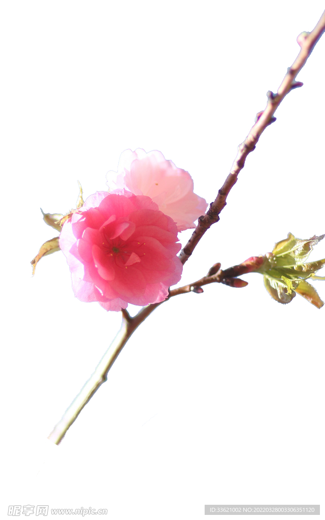 樱花  花瓣 粉色花 小清新 