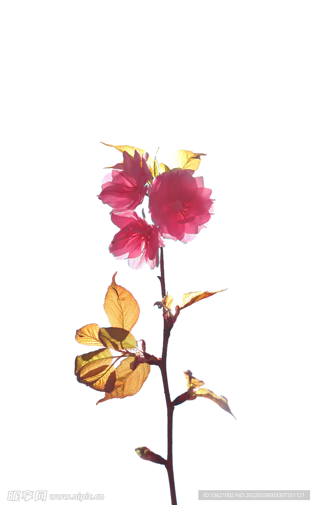 花卉 