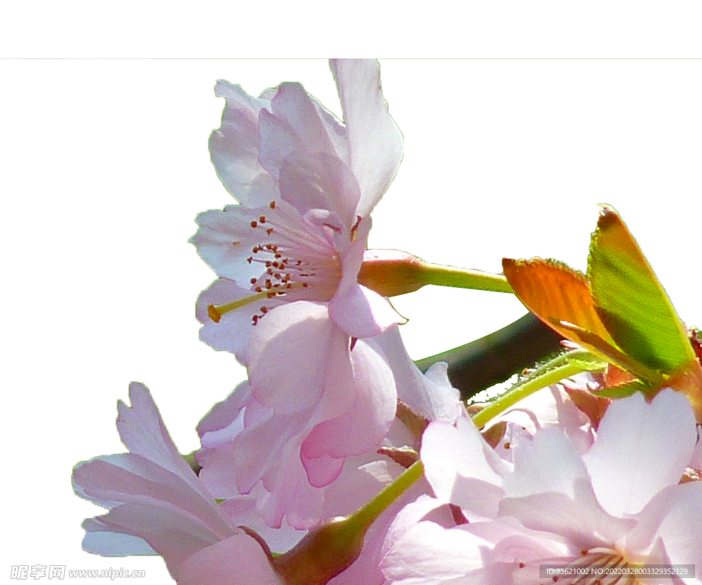 花卉 