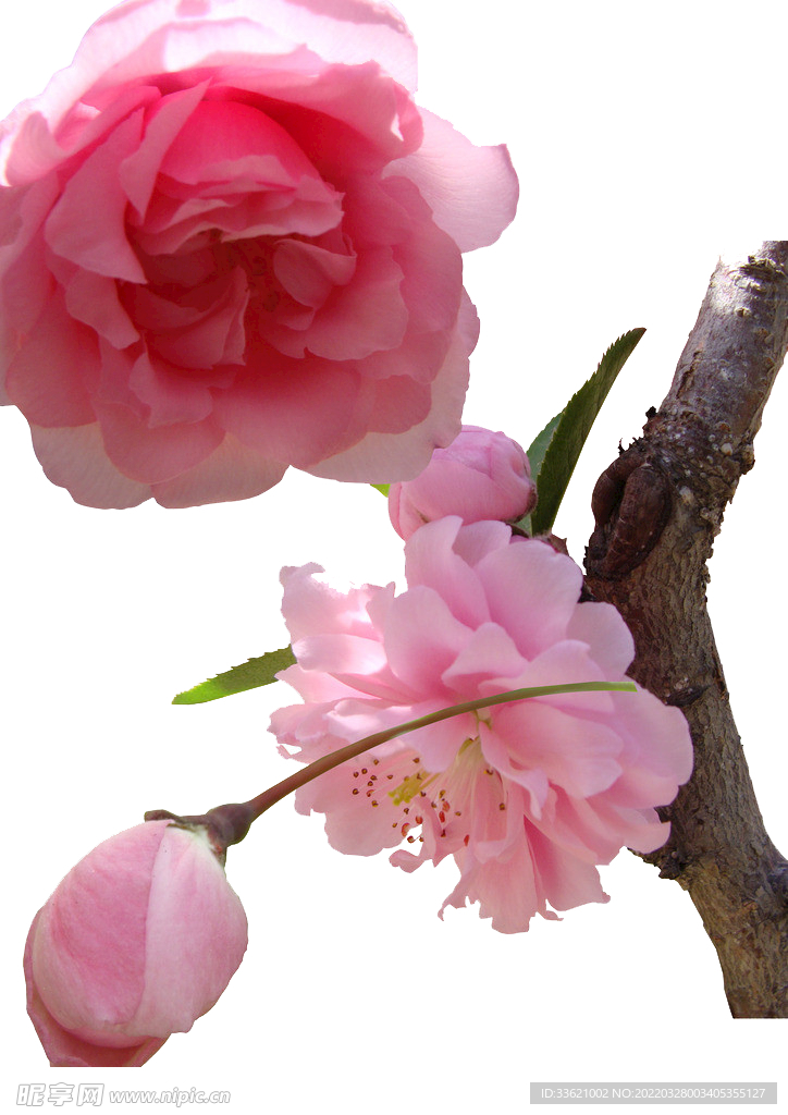 花卉 