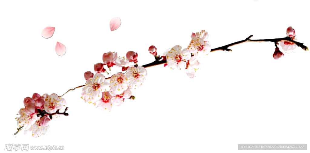 花卉 