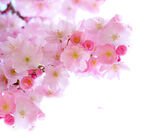 樱花  花瓣 粉色花 小清新 