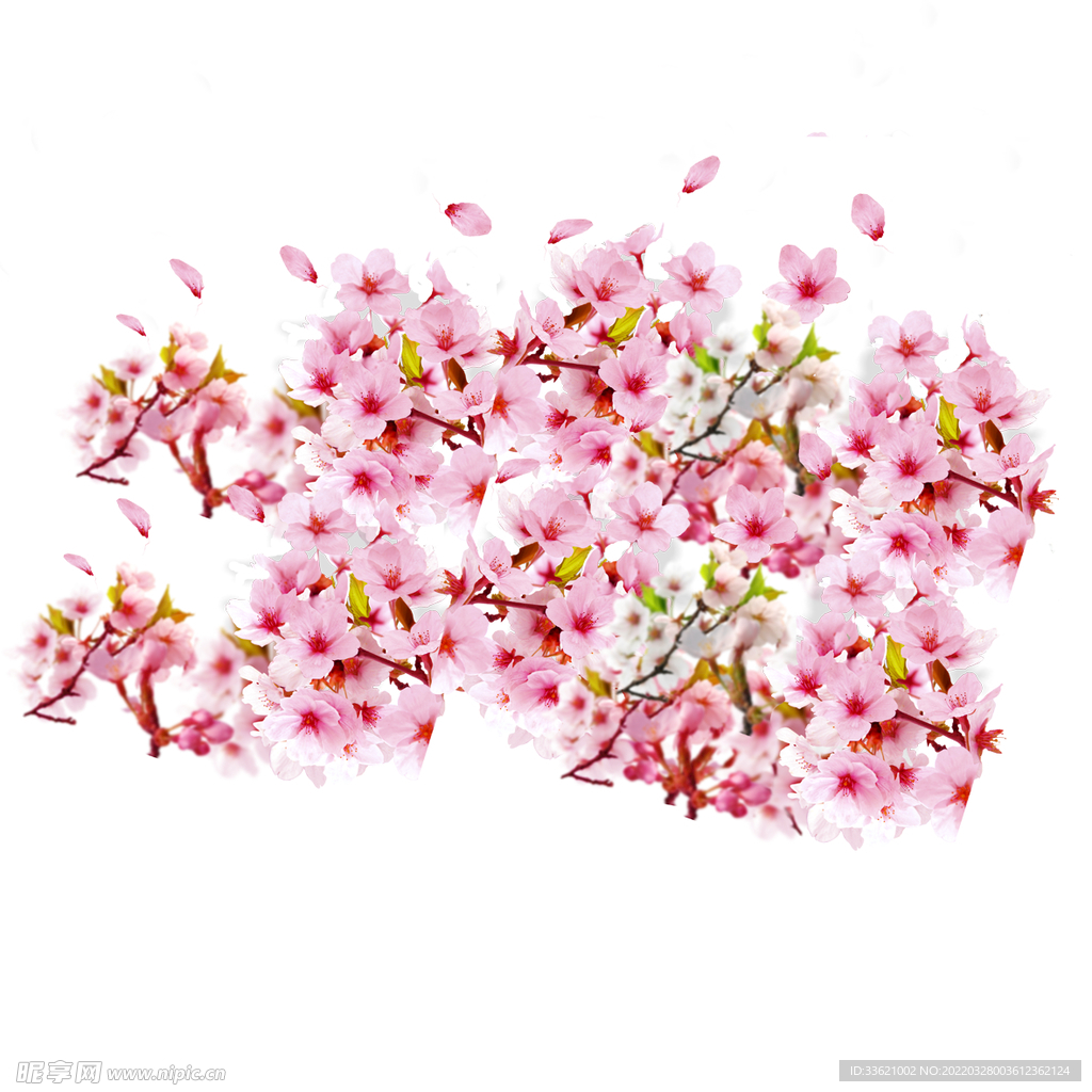 花卉 