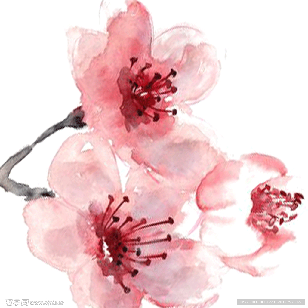 花卉  