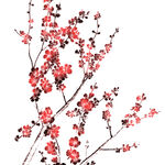 花卉  