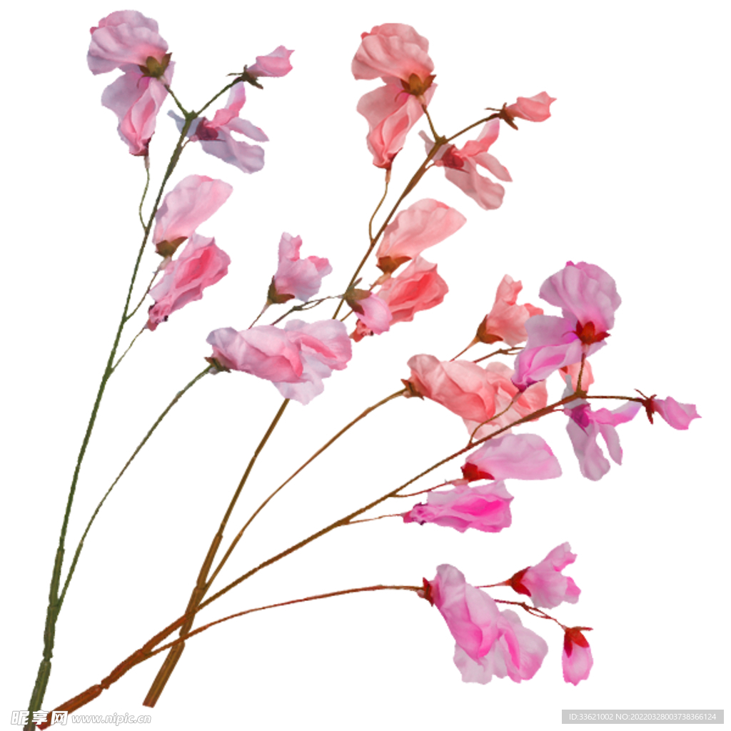 花卉 