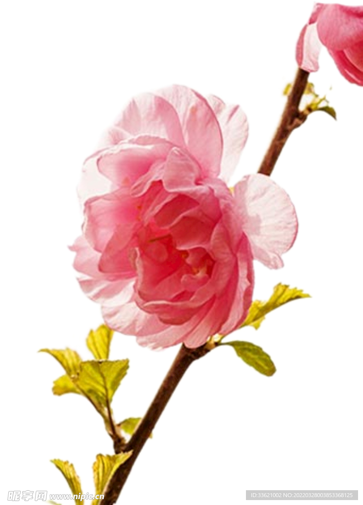 花卉  