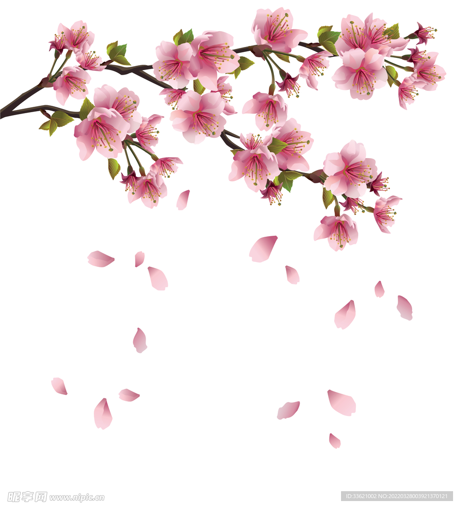 花卉  