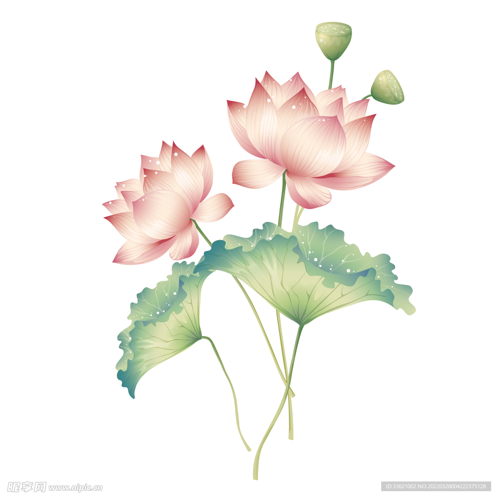 荷花  
