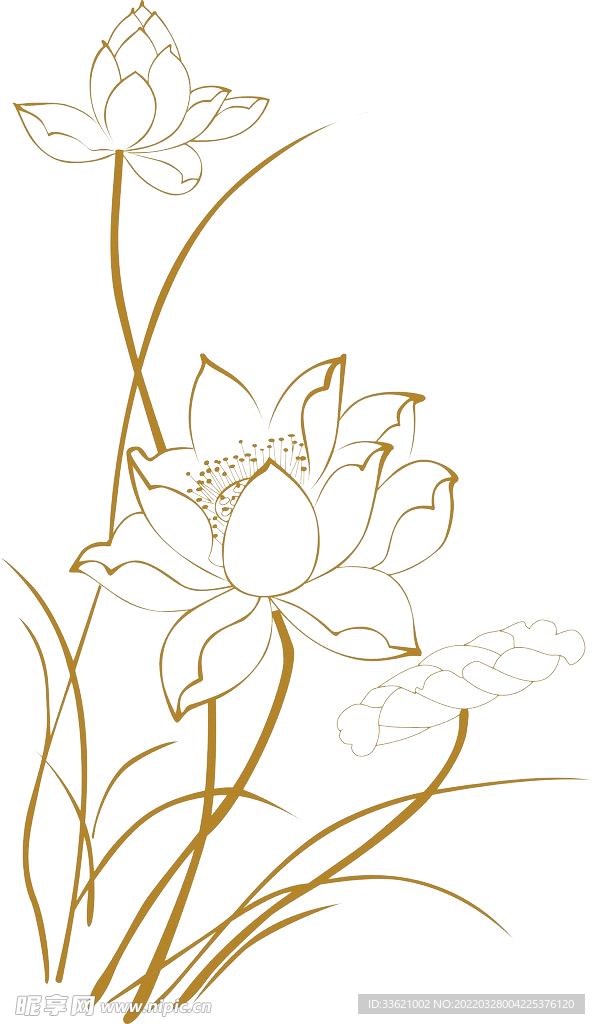 荷花 