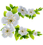 花卉 