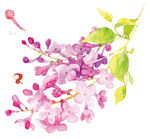 花卉  