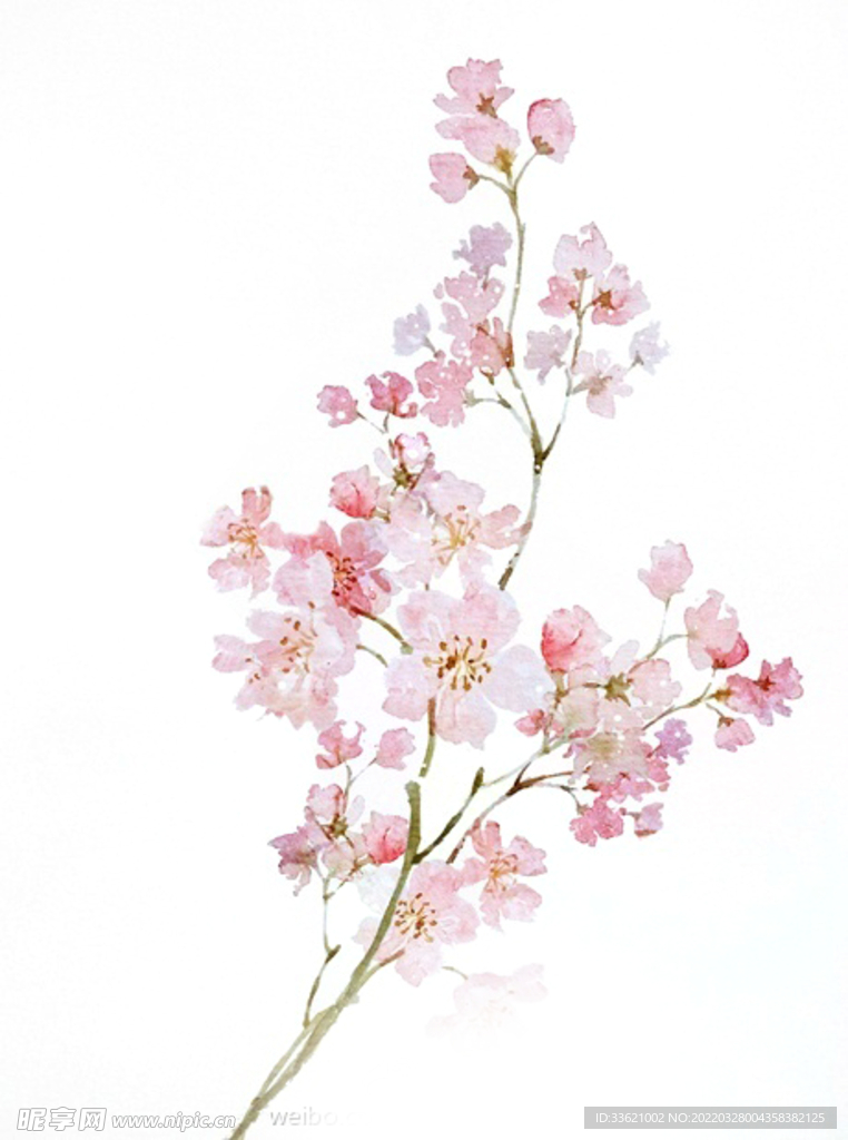 樱花  
