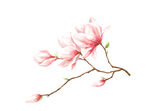 樱花  花瓣 粉色花 桃花免扣