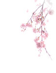 樱花  花瓣 粉色花 桃花免扣