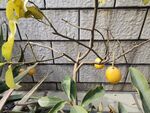 盆栽橙子树