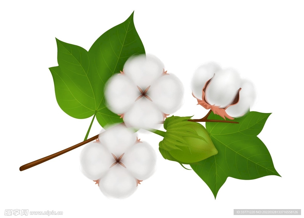 矢量棉花