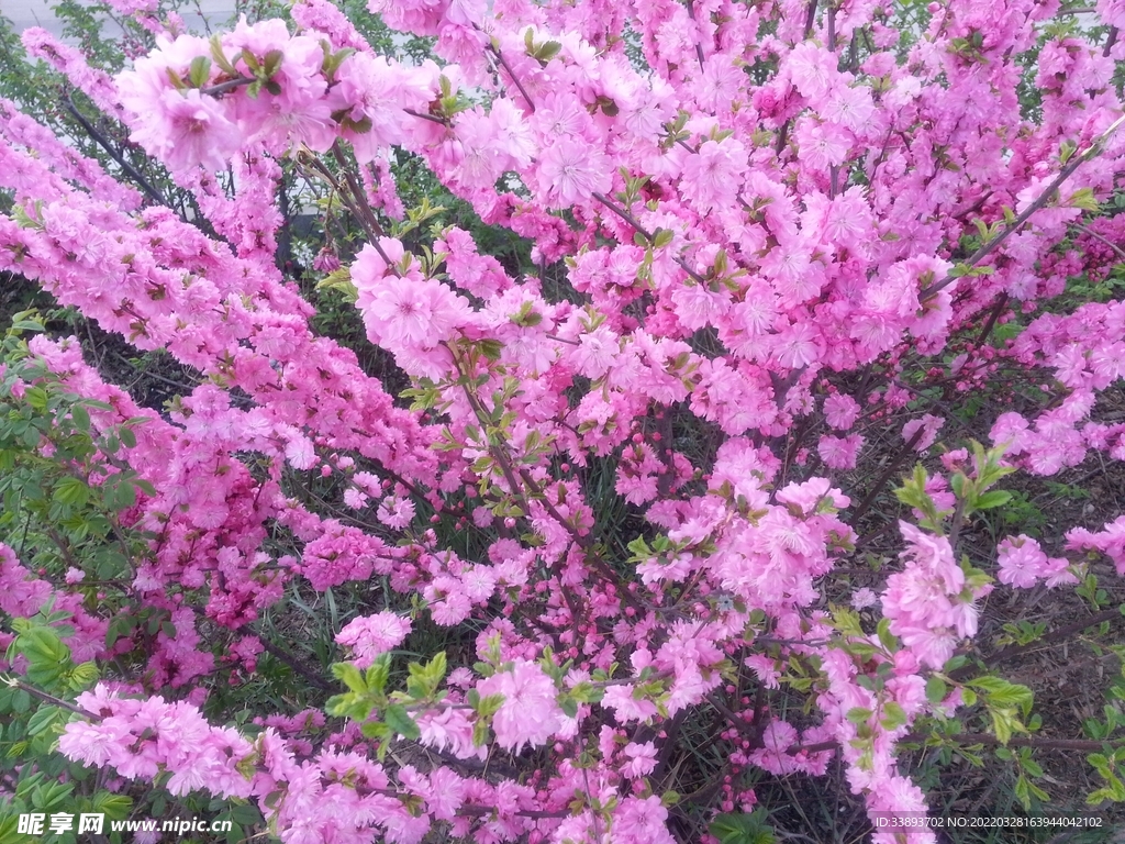 玫红色花