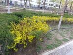 黄花蕊
