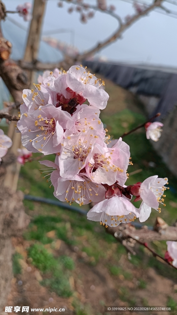 桃花