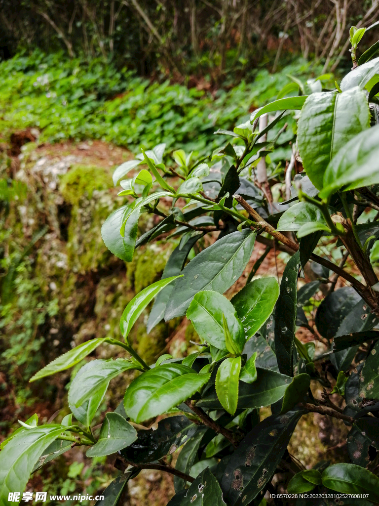 桂平西山茶园