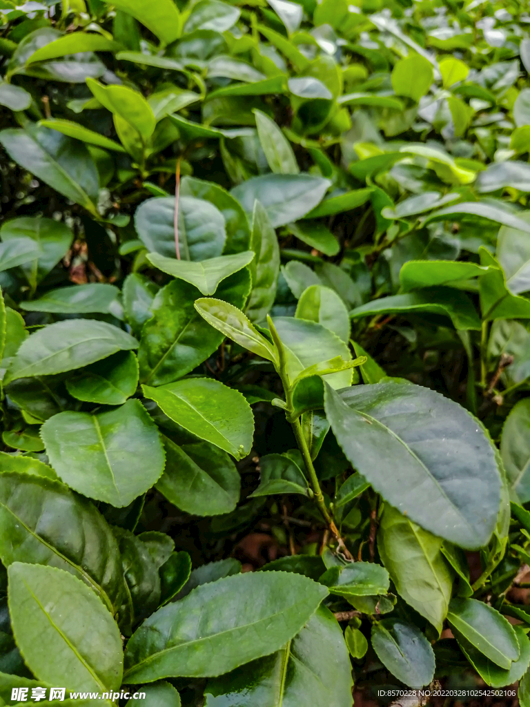 桂平西山茶园