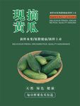 黄瓜海报