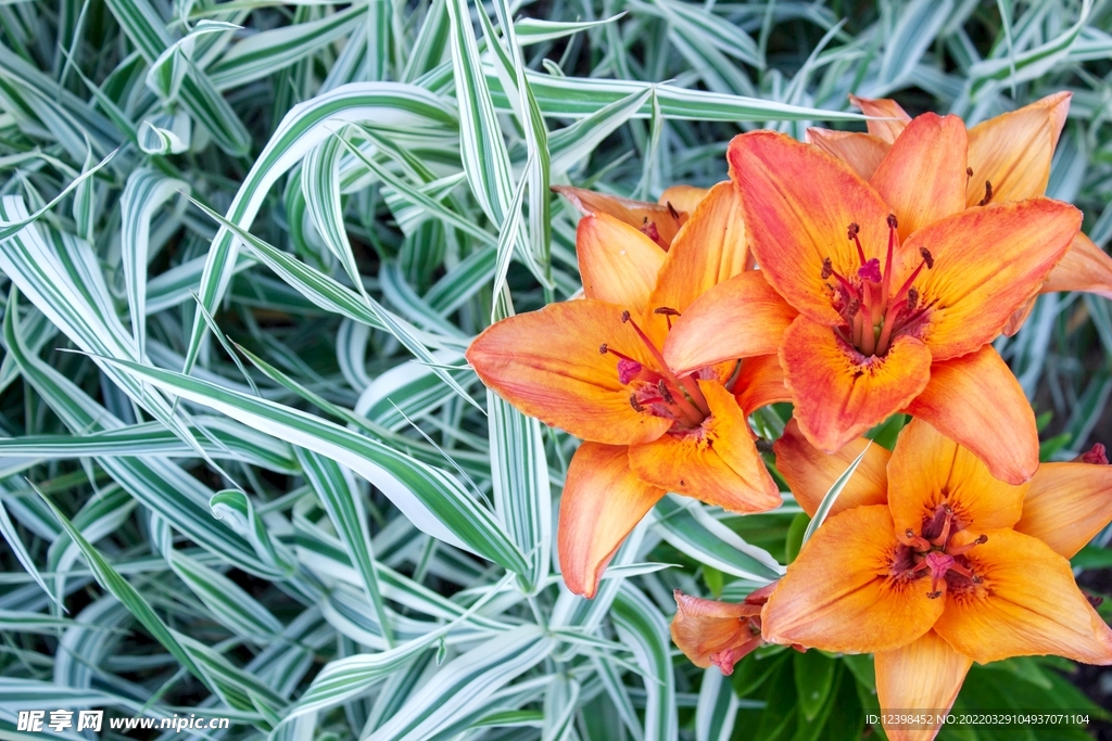 花开争艳的百合花