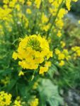 油菜花