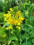 油菜花