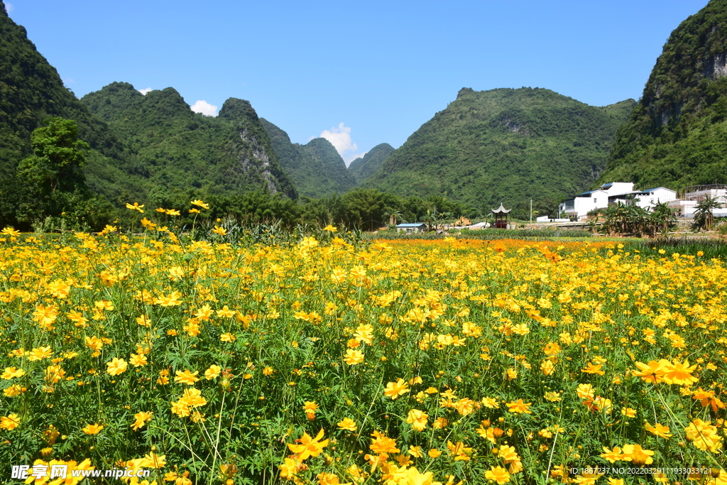 花海